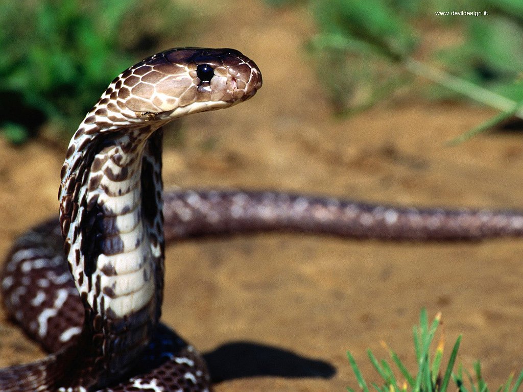 Slithery Presence, Indian Cobra copia